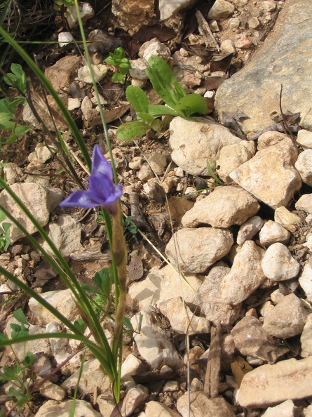 Upper Galilee 126