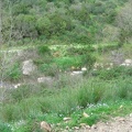 Upper Galilee 173