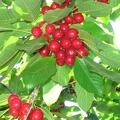 Bustan 020