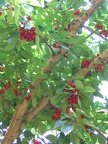 Bustan 022