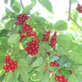 Bustan 023