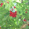Bustan 025