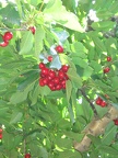 Bustan 025