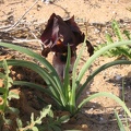Netanya 012