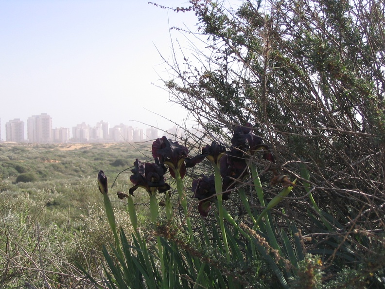 Netanya 015