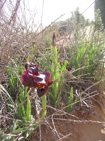 Netanya 016