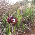 Netanya 016