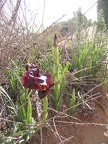 Netanya 016