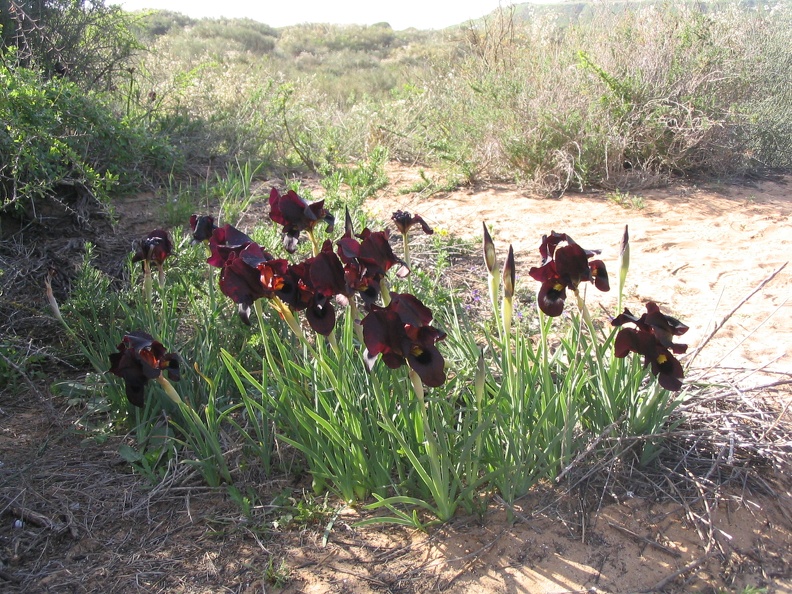 Netanya 018