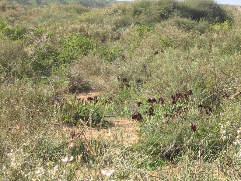 Netanya 020