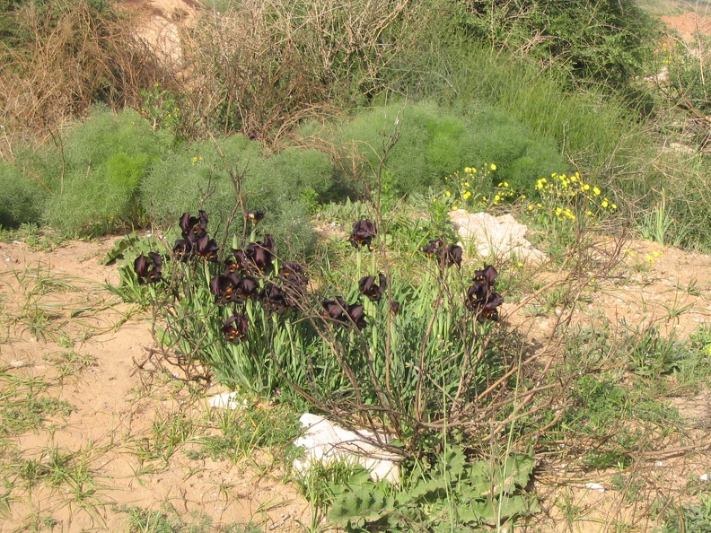 Netanya 028