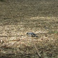 Yarkon Park 005
