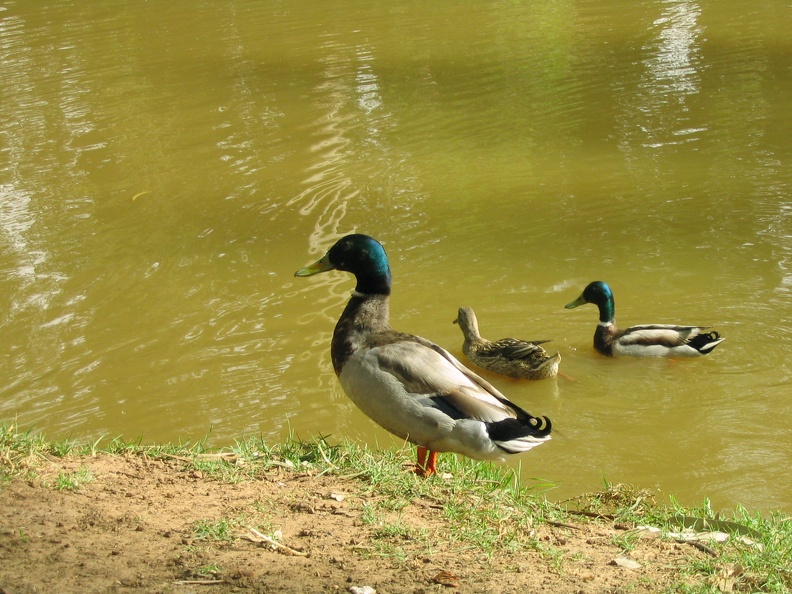 Yarkon Park 010