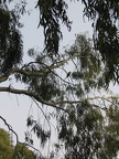 Yarkon Park 033
