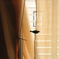 Hummingbird in Meir's Room, 5-May-2006