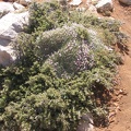 Golan 012