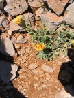 Golan 017