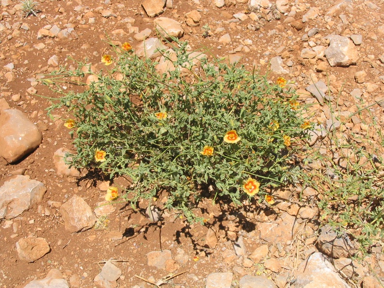 Golan 018