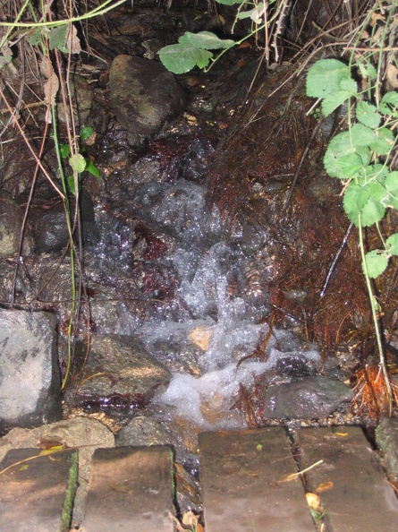 Golan 081