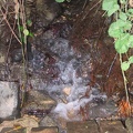 Golan 081