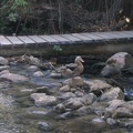 Golan 084