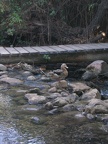 Golan 084
