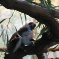 Zoo 012