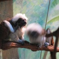 Zoo 014