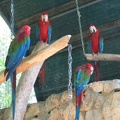 Zoo 017