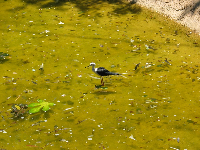 Zoo 022