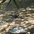 Zoo 023