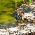 Zoo 024