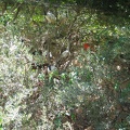 Zoo 026