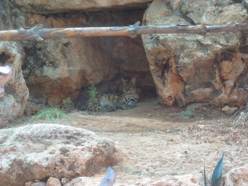 Zoo 040
