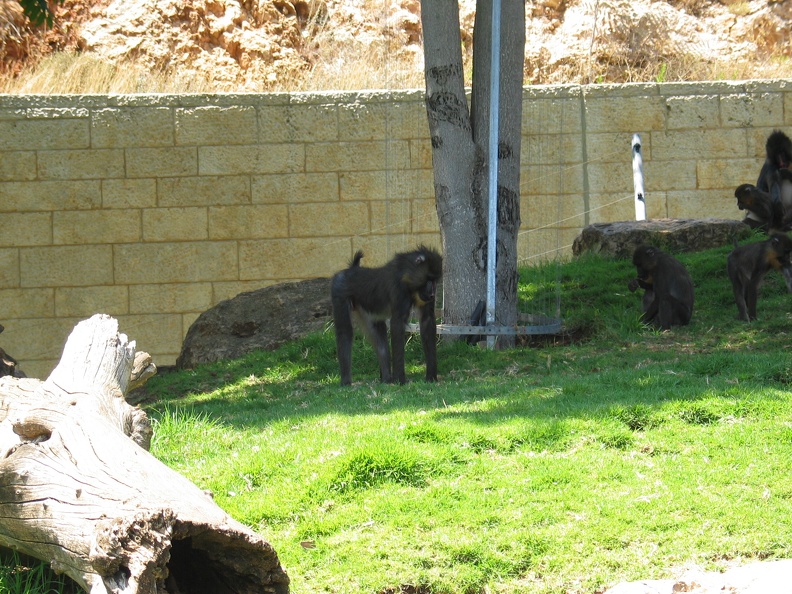 Zoo 045.jpg