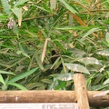 Zoo 058.jpg