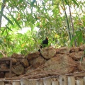 Zoo 061.jpg