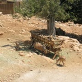 Zoo 063.jpg