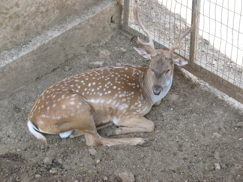 Zoo 065.jpg