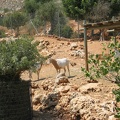 Zoo 071.jpg