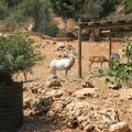 Zoo 072.jpg