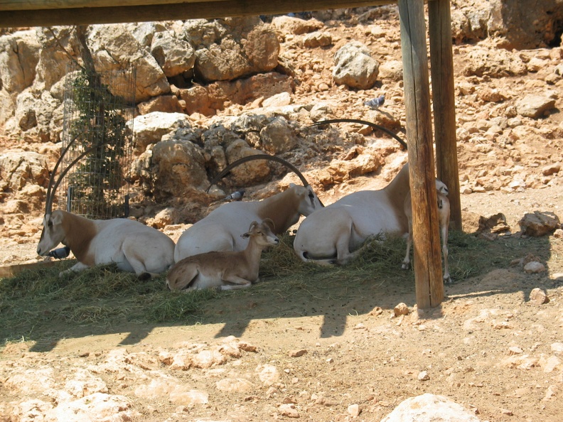 Zoo 074.jpg