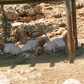 Zoo 074.jpg