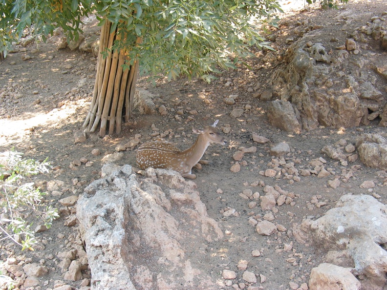 Zoo 075.jpg