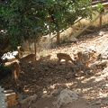 Zoo 076.jpg