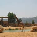 Zoo 077.jpg