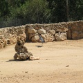Zoo 085.jpg