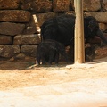 Zoo 090.jpg