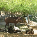 Zoo 096.jpg