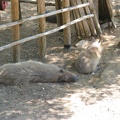 Zoo 097.jpg